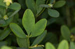 Nuttall's wild indigo